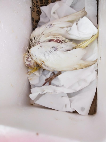 玄凤鹦鹉死亡照片图片