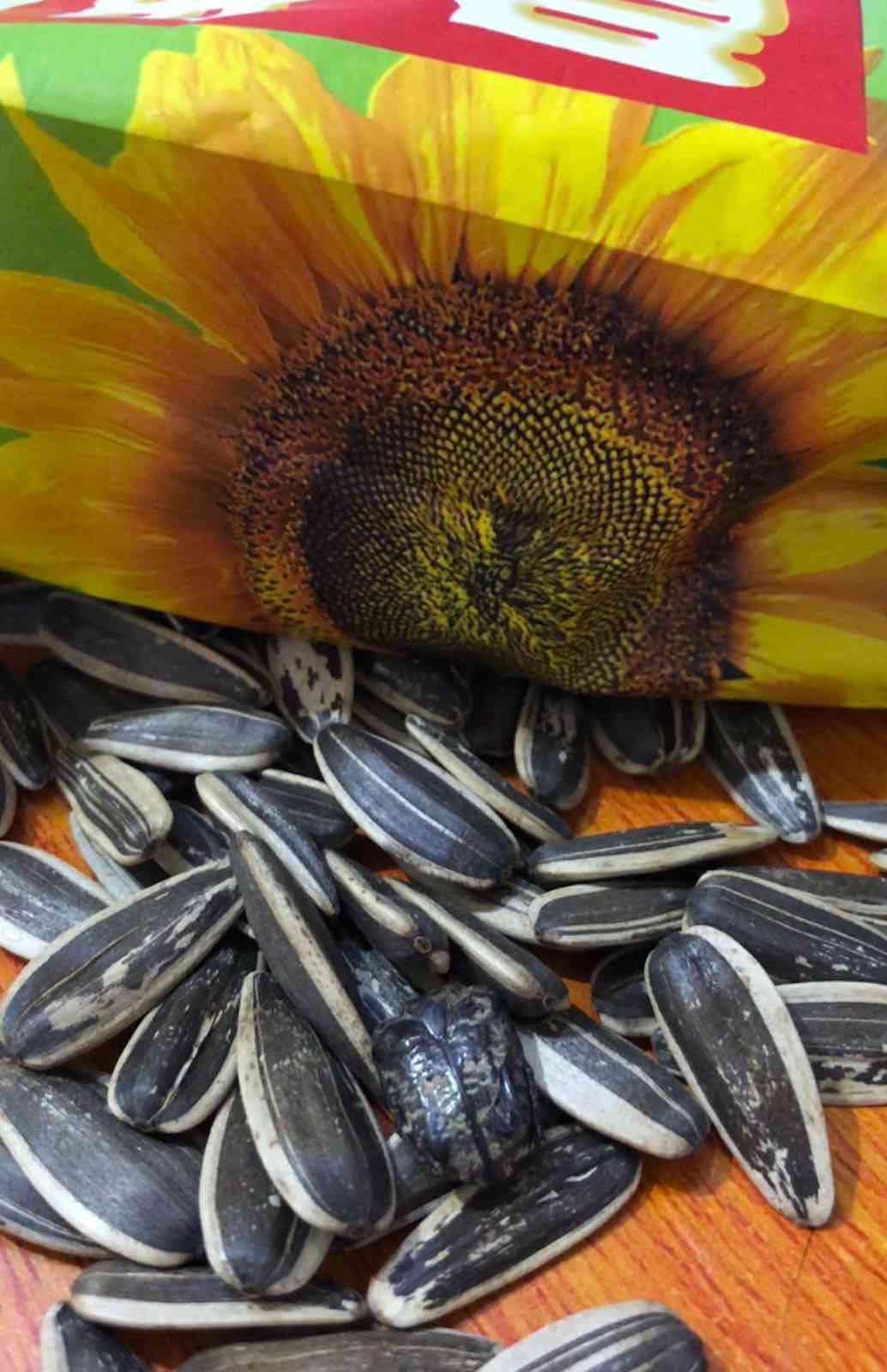 东北毛嗑瓜子吃一半吃出虫子