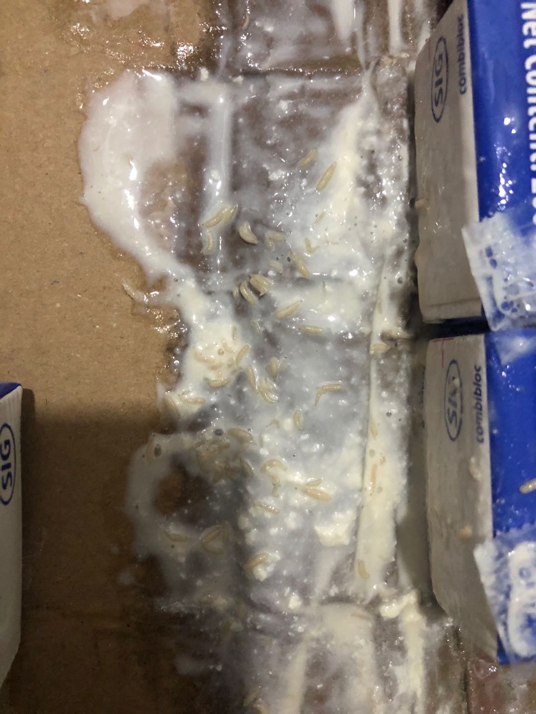 天猫甘蒂牧场旗舰店发胀包牛奶