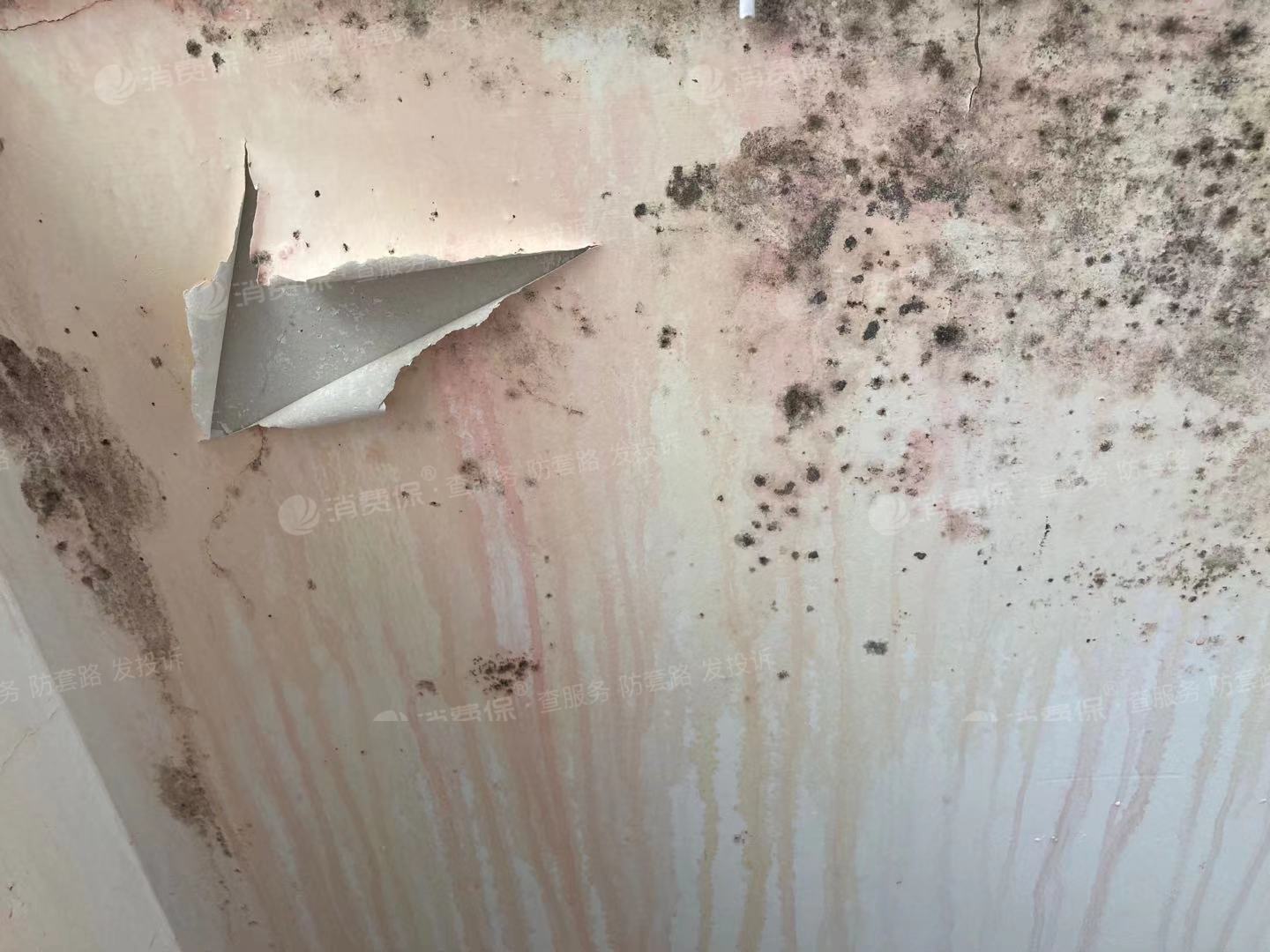 多乐士防霉环保5合一乳胶漆使用未满一年发霉多处起皮开裂