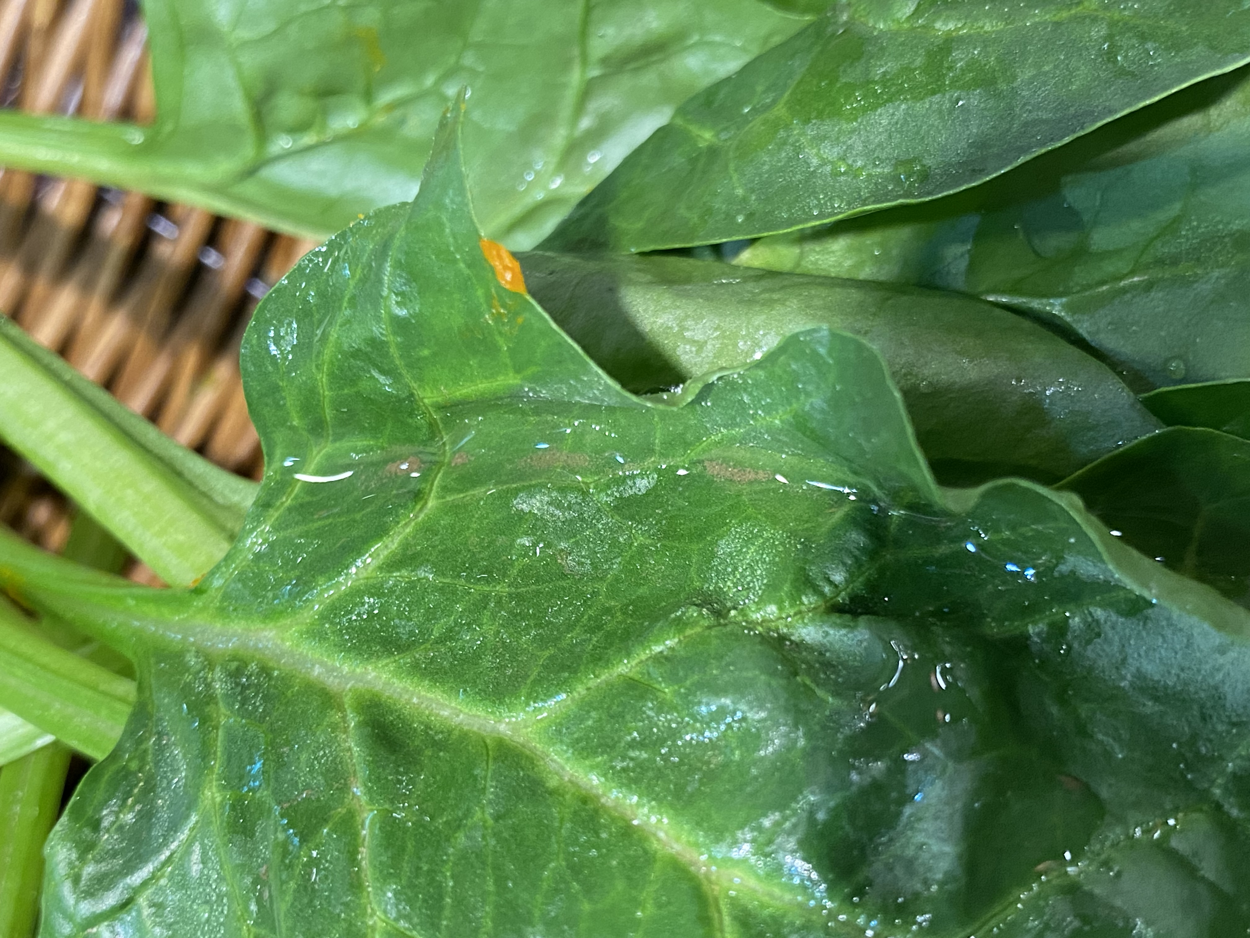 下午六点在北京市海淀区宽板凳老灶火锅温泉中心店吃到带泥土的烂菜叶