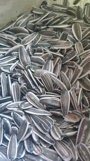 瓜子没有瓤买了一堆瓜子皮