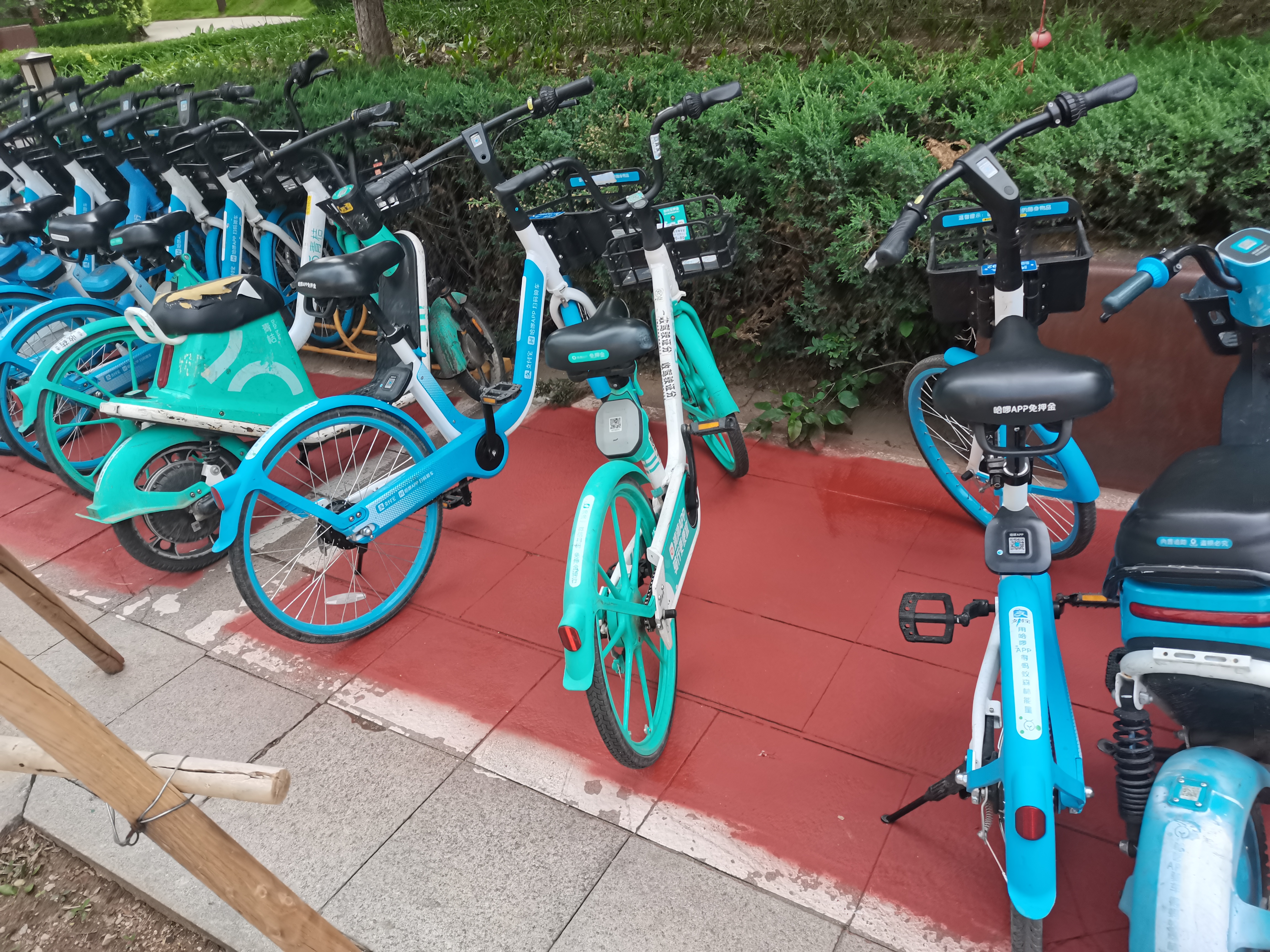 青桔单车收费问题