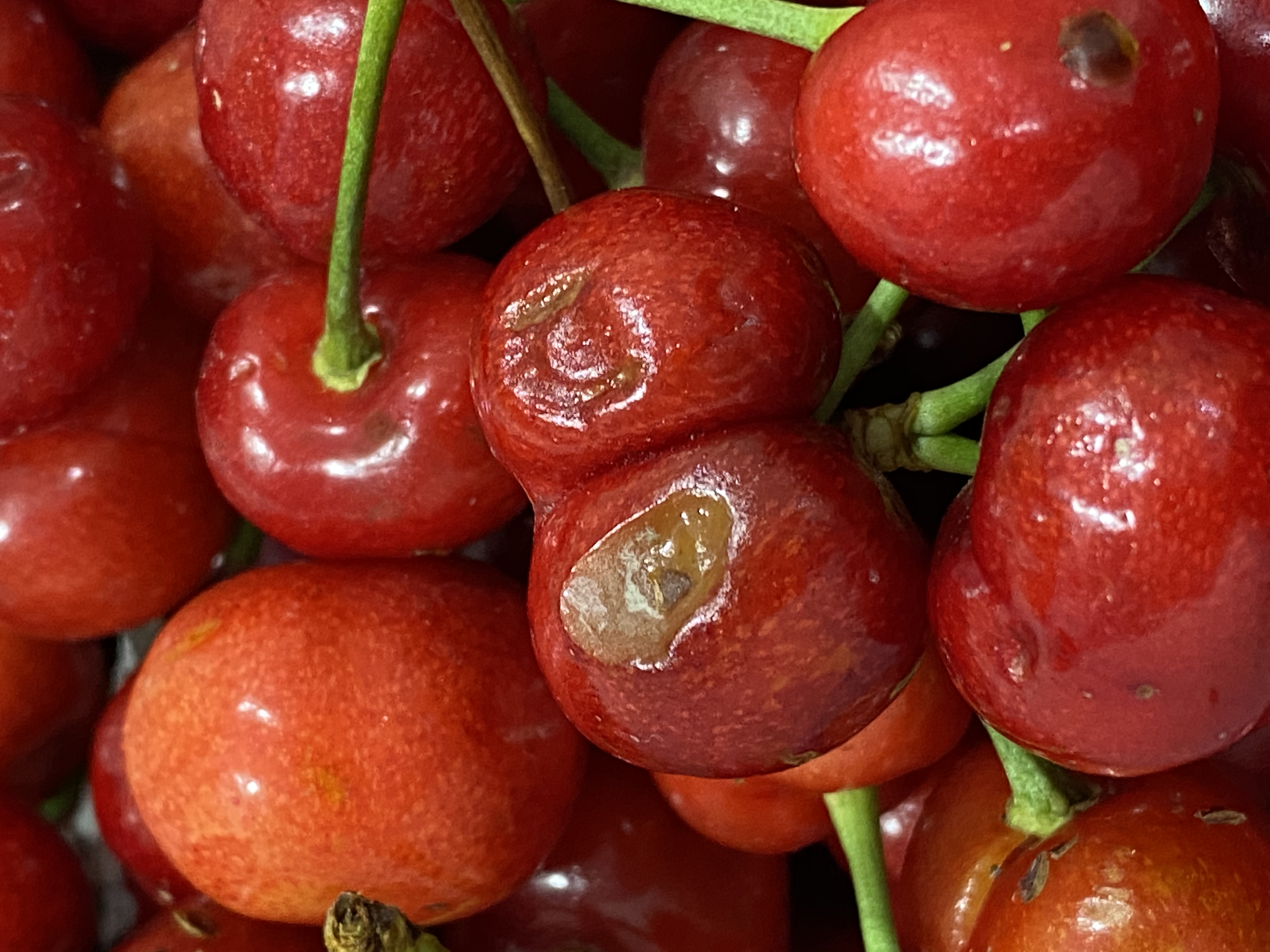 京东商家果蜜享生鲜旗舰店发来的水果腐烂生蛆