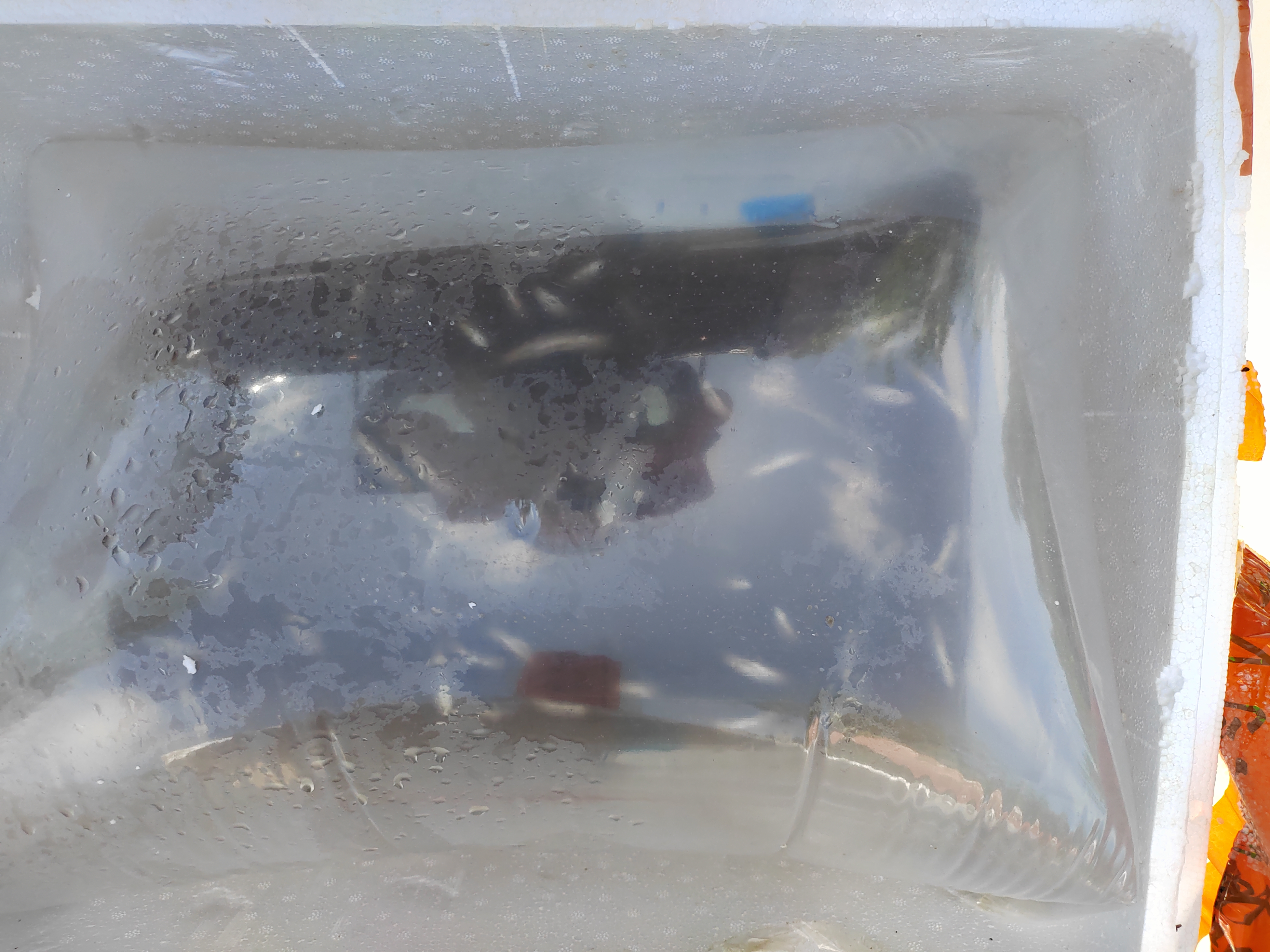 惠农网南光基地所发鱼苗全部死光