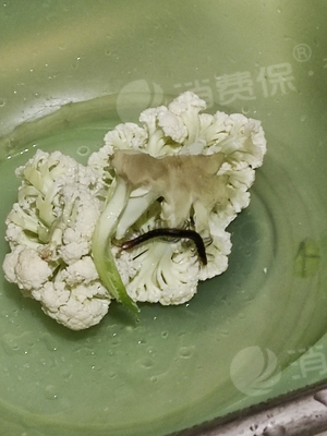 淘特app的淘菜菜购买花菜菜里有一只活蜈蚣