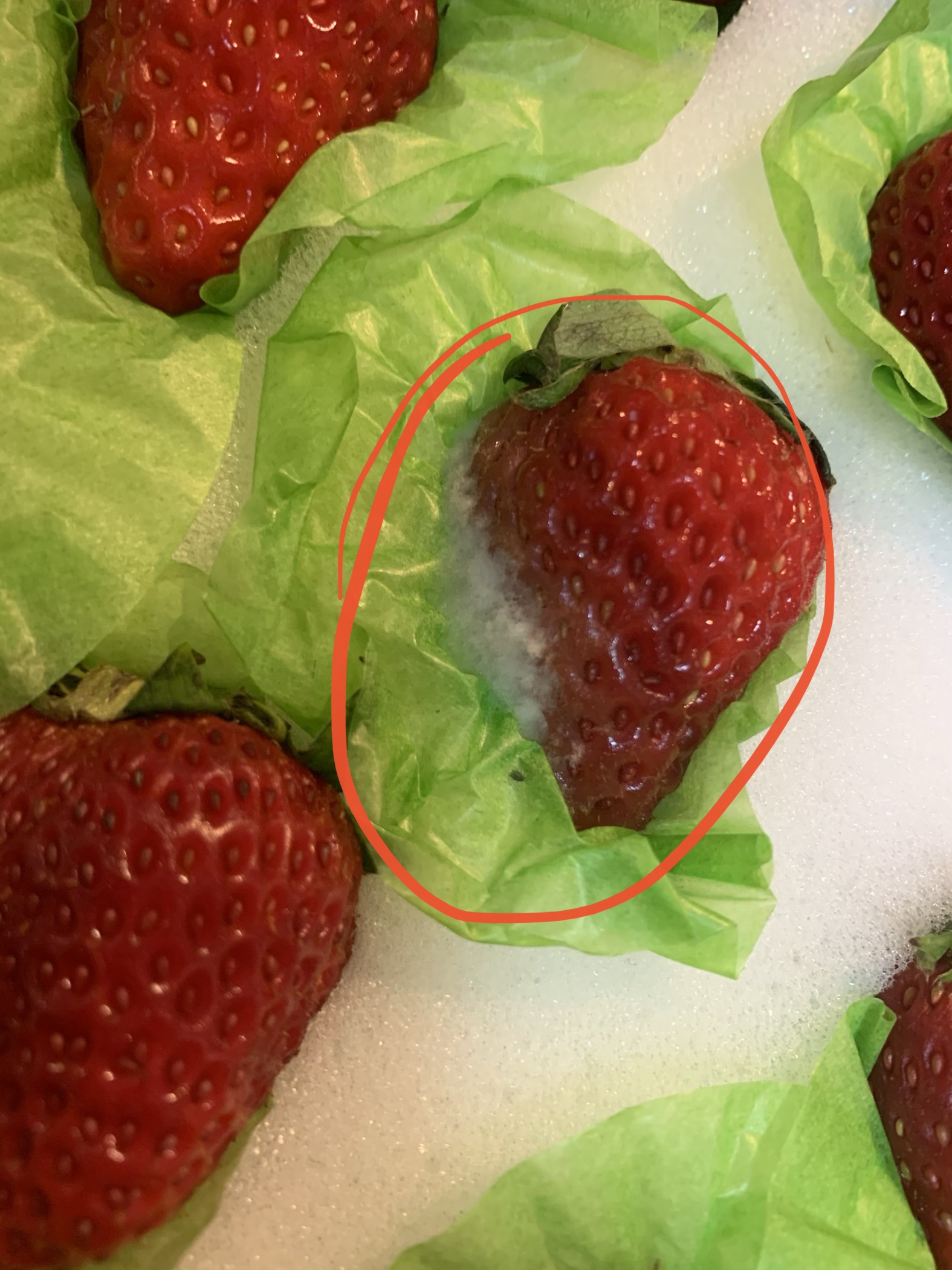 每日优鲜送来发霉变质水果拒绝退款